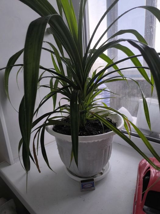 Продам очень красивую пальму! Пальма