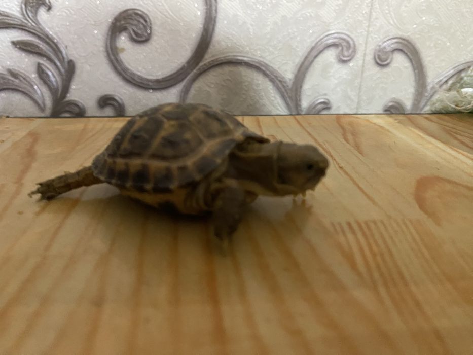 Черепаха toshbaqa bolasi sotiladi