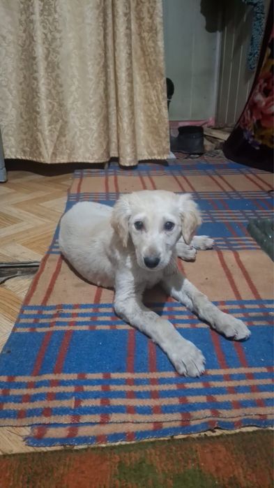 Щенок тазы кобель