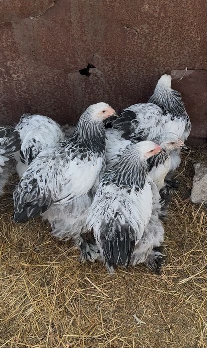 Продам цыплят брама