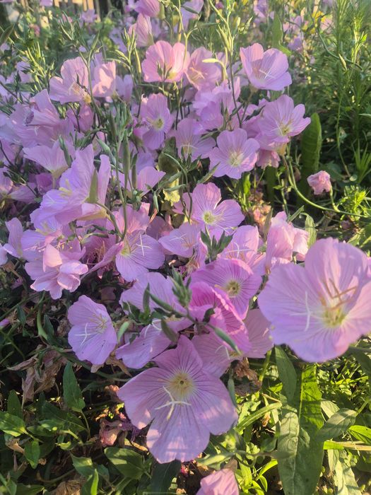 ДАЛИЯ, грудки . Йонотера