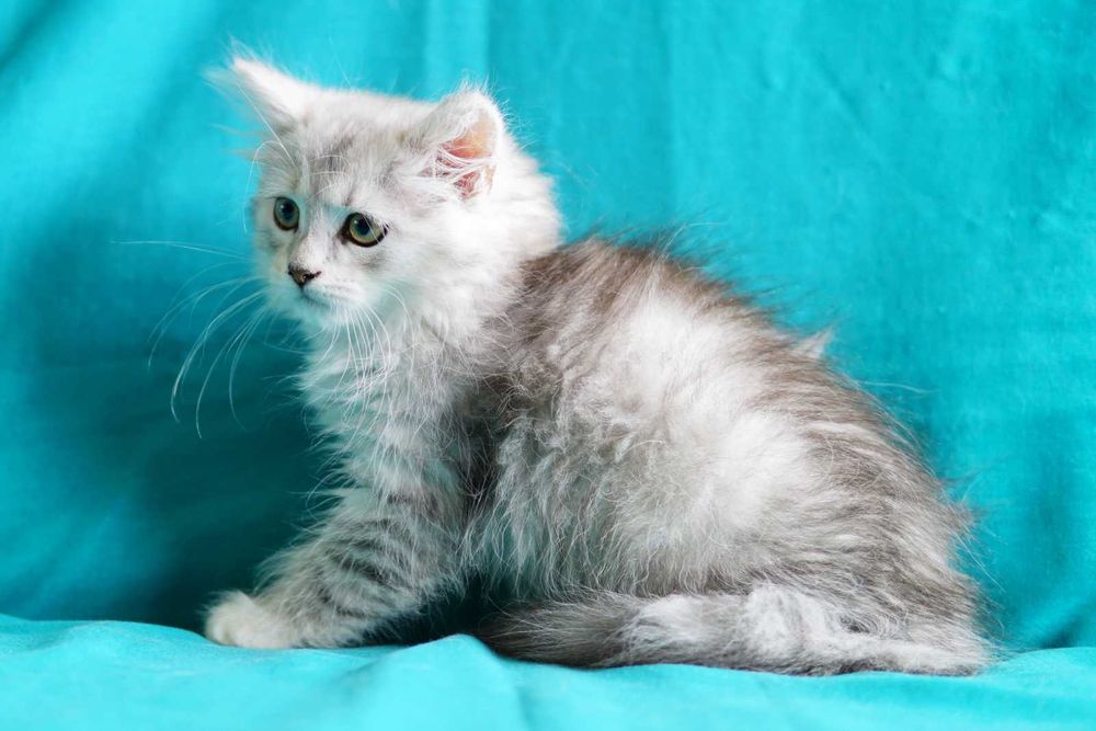 Pui pisica siberiana cu pedigree - Felisa Autorizata