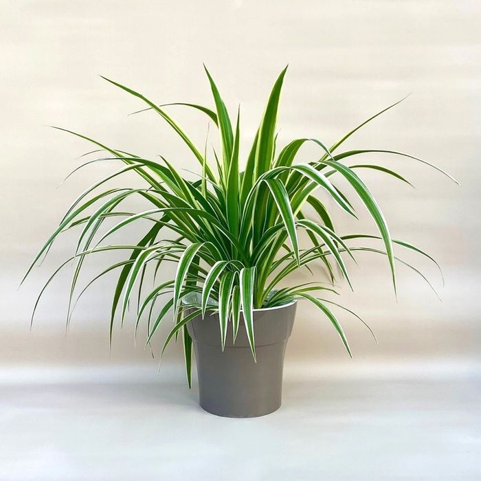 Хлорофитум цветы очищает воздух