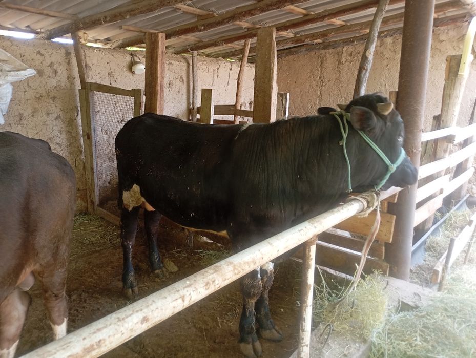 Бык 1,5 года на откорме