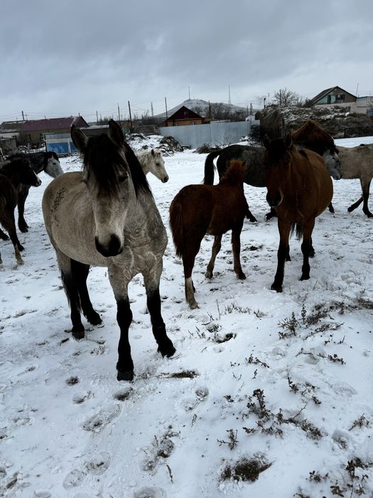 Айғыр  (Жеребец)