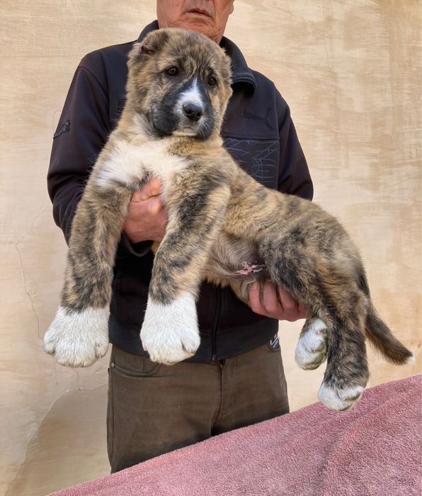 Щенок Алабая ( Супер Гигант )