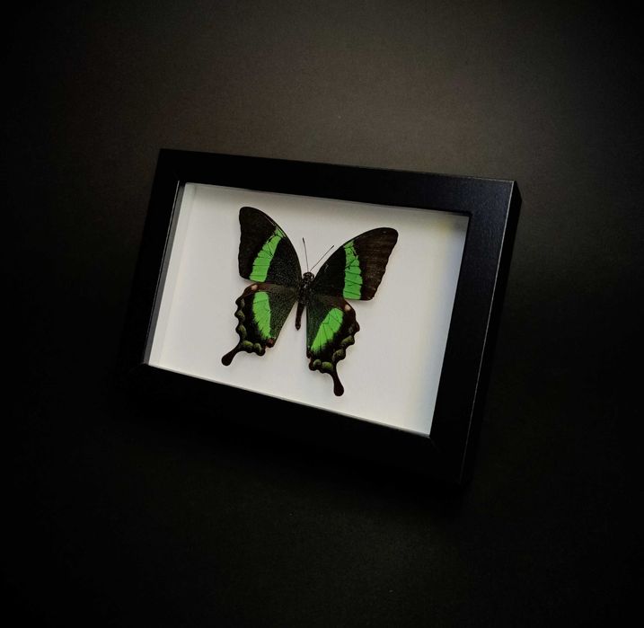 Истинска пеперуда в рамка , Уникален подарък , Препарирани пеперуди