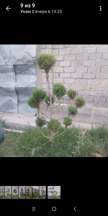 Арча бансай 700000 сум