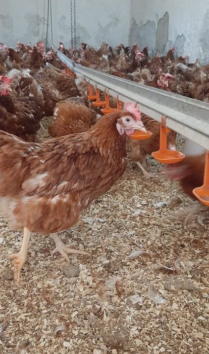 Vând găini roșii ouătoare rasă issa Brown puicuțe ouătoare