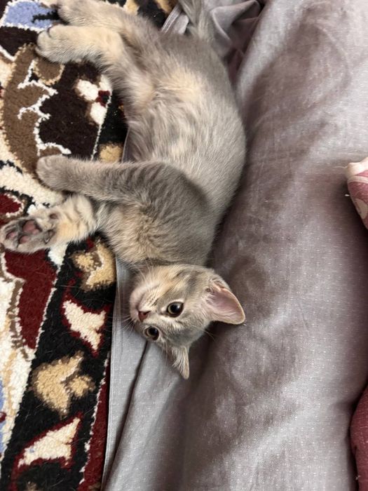 Отдаю котят в хорошие руки.