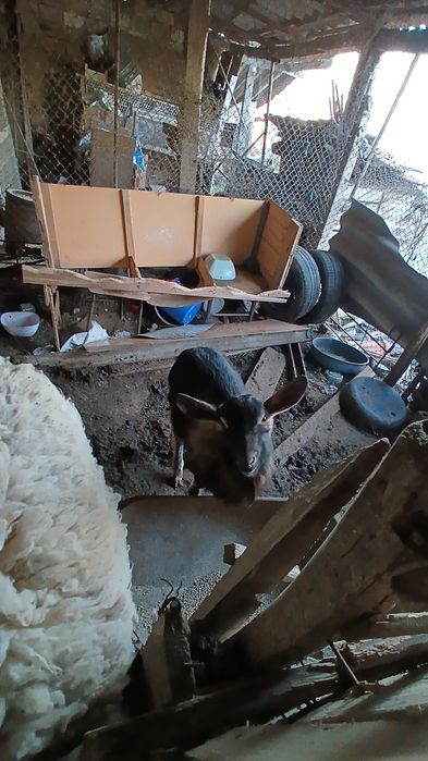 Младо Козле-Пръч