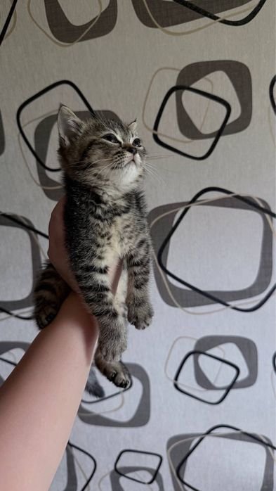 Продам котенка 2 мес. Девочка