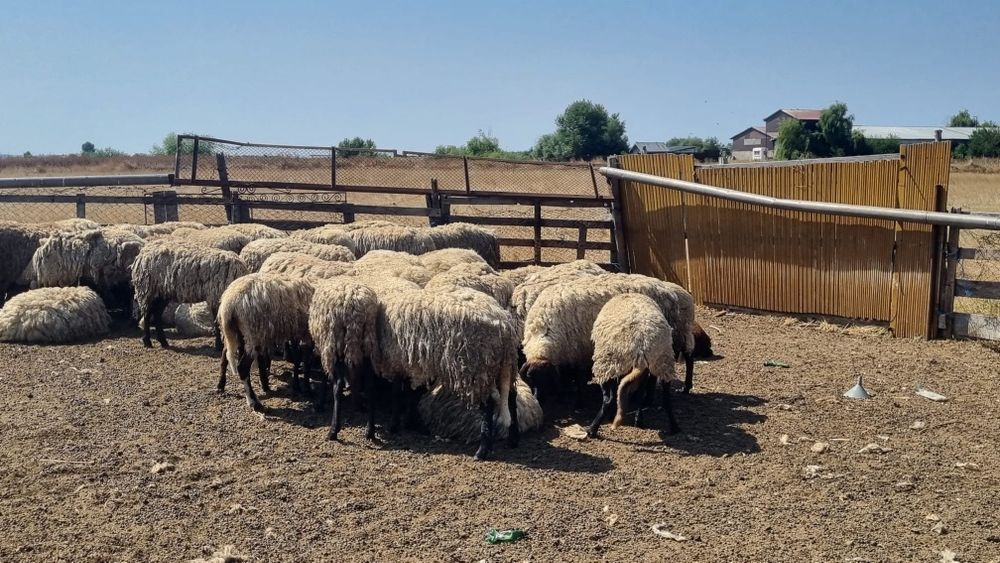 De vanzare - oi, capre, miei, miele, iezi - nenciulesti, teleorman