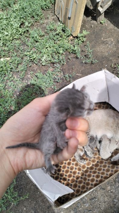 Отдам котят в добрые руки