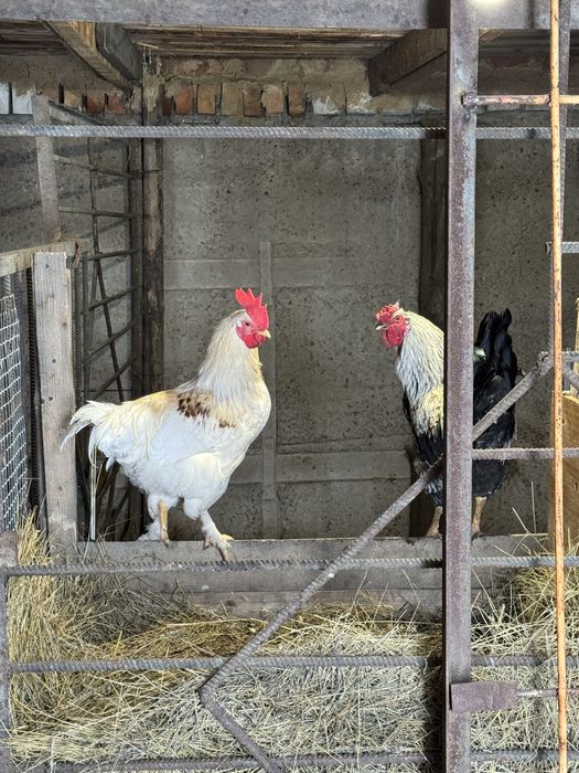 Продам молодых Петухов