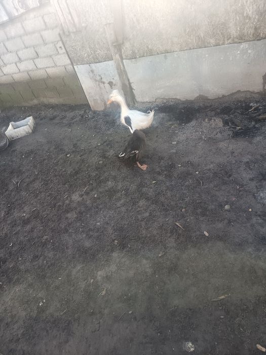 Rața și rățoi cu moț de vânzare