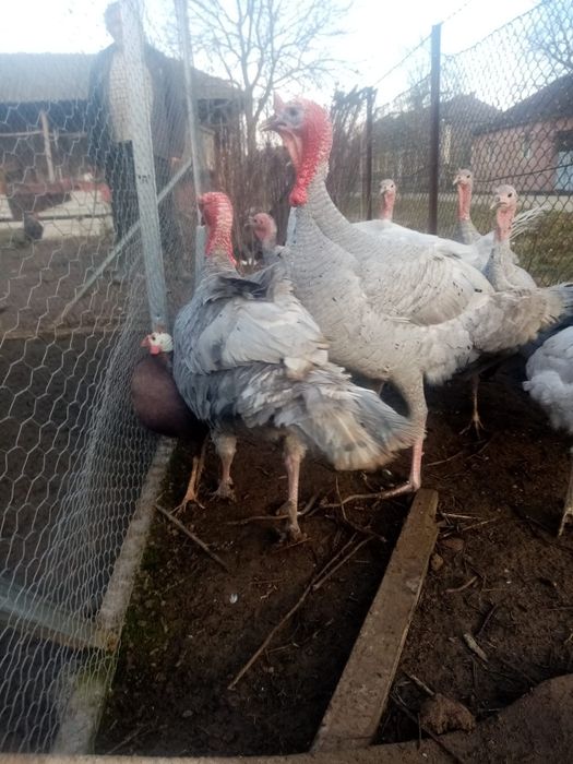 curci albastre si levanda