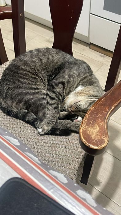 Отдам кота в добрые руки