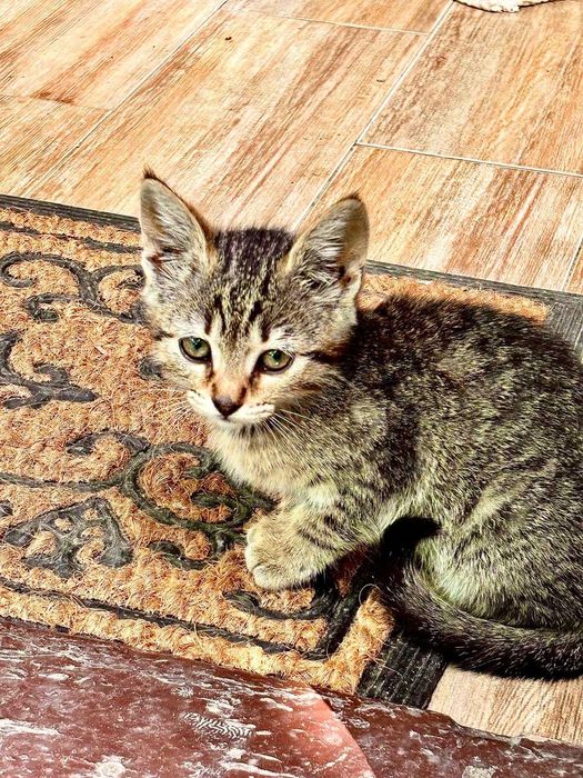 Caut doritor adoptie pisicute de 2 luni