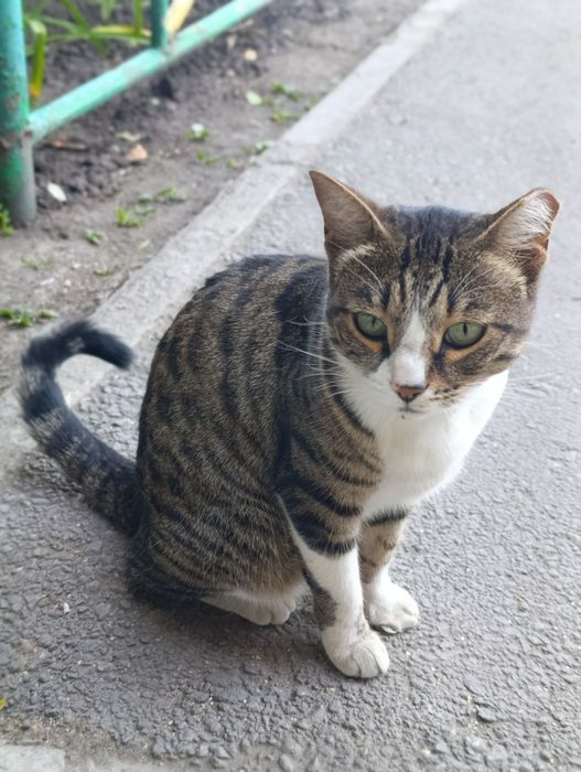 Кошка,кошка,кошка
