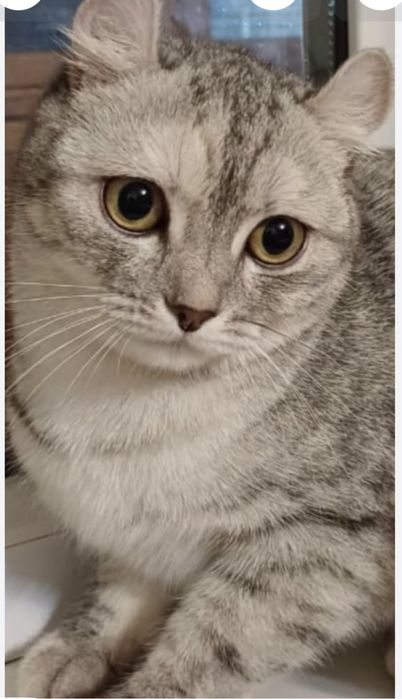 Кашка умная  красивая