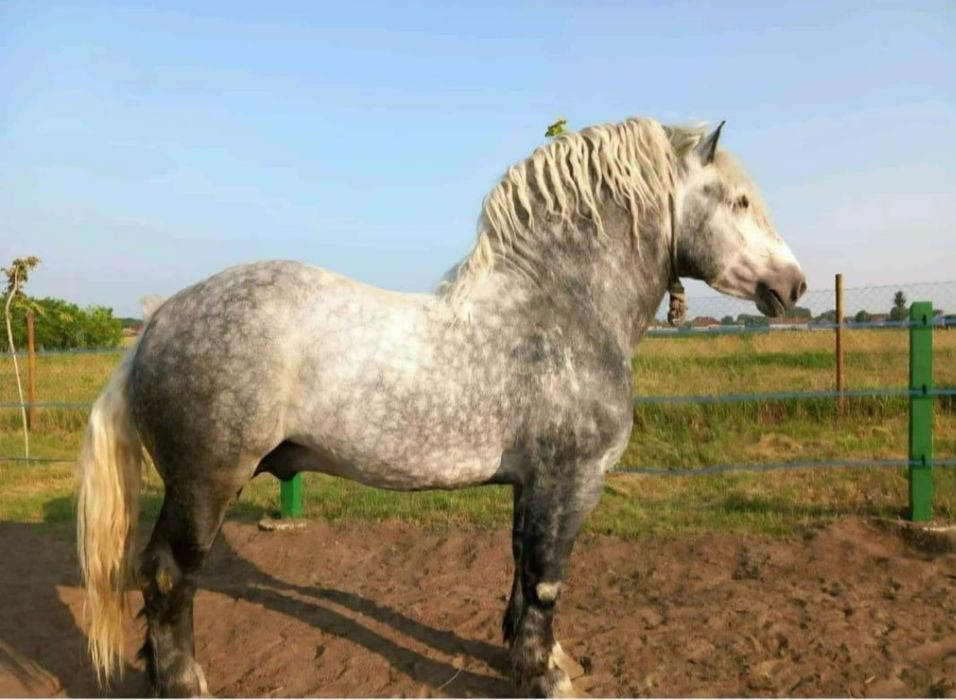 Armasari de vanzare