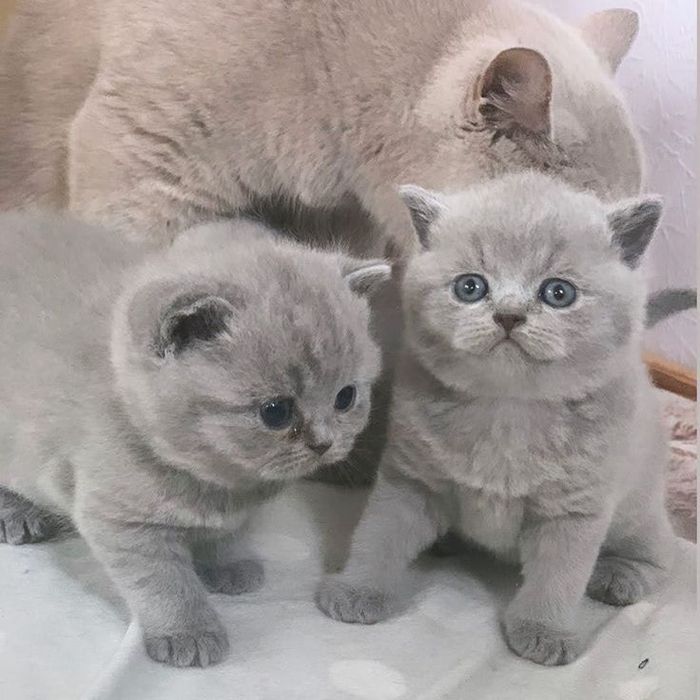 Продам британских котят
