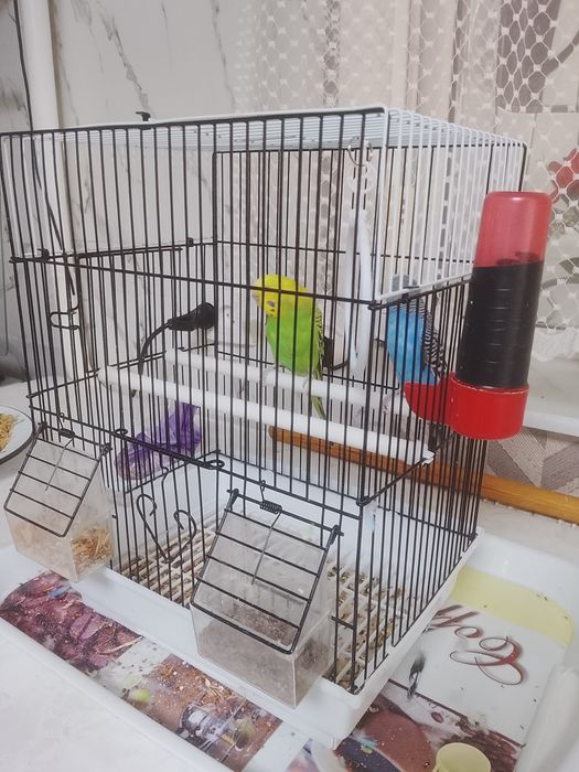 Волнистые попугаи