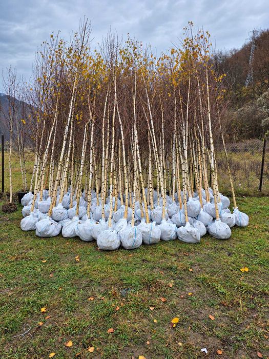 Mesteacan, Tei, Platan, Artar, Stejar - Plante Foioase pentru Gradina