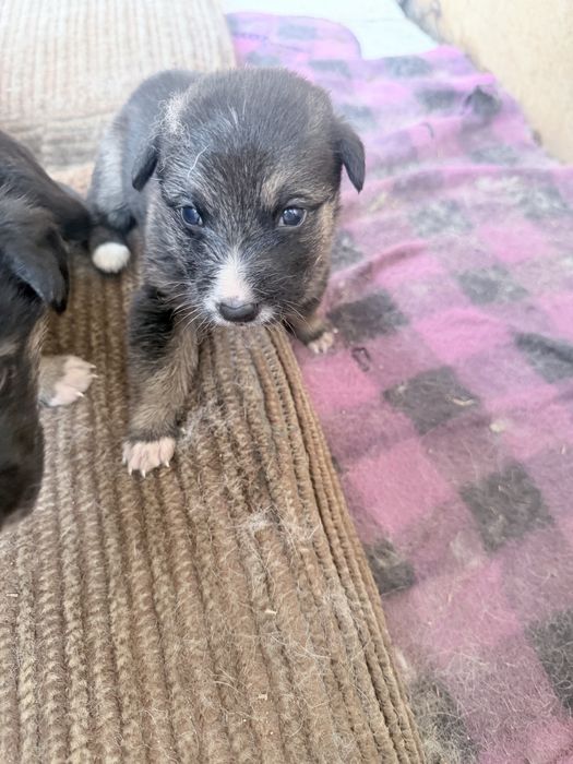 Ротивер породистые щенки