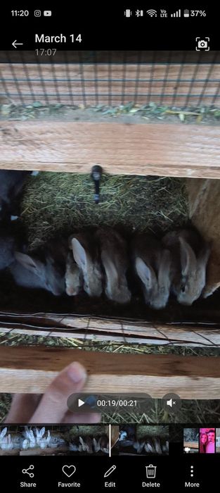 Femela fluture cu 5 pui