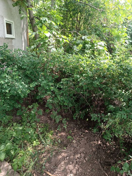 Пузыреплодник метельчатый