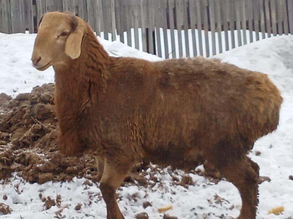 Еділбай  туқымды қошқар