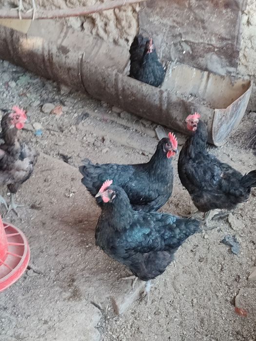 Джерси американо