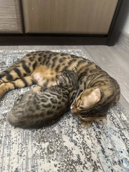 Котята бенгальские