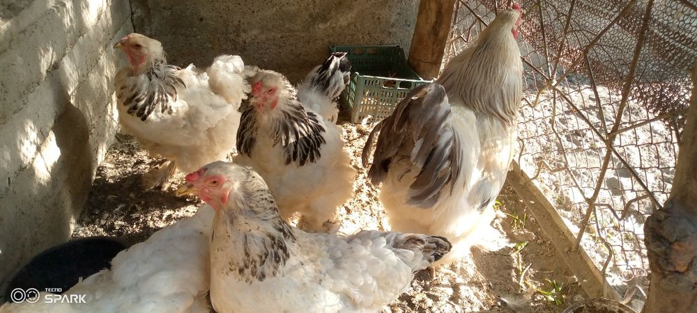 Brama tovuq va xoʻroz sotiladi