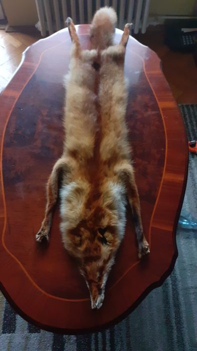 Vând blănuri de vulpi roșcate