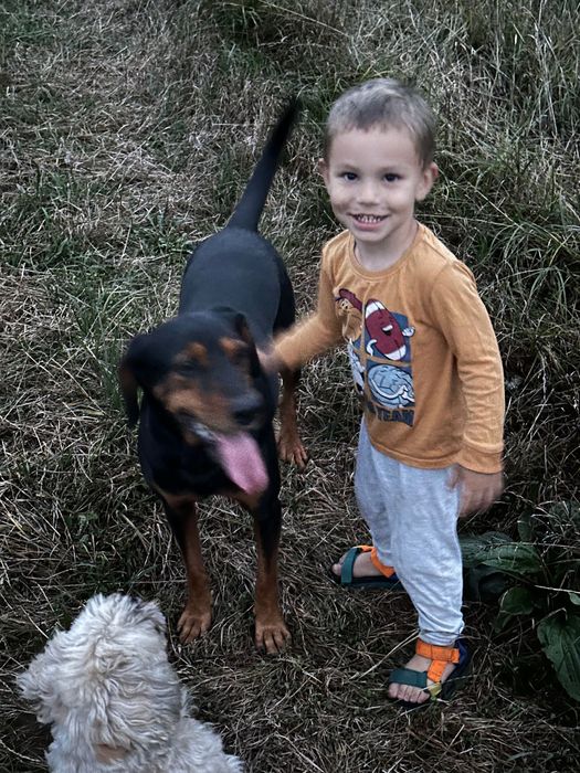 Caine adult pentru adoptie caut familie