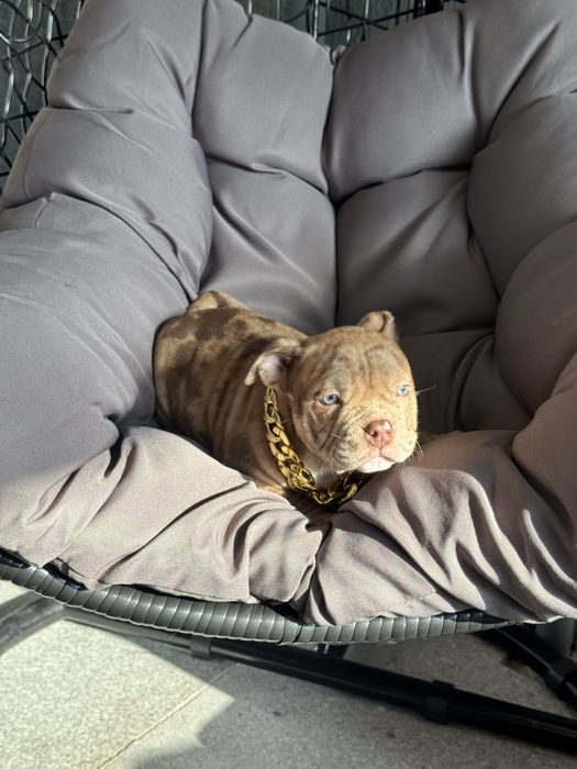 American Bully Pocket ABKC