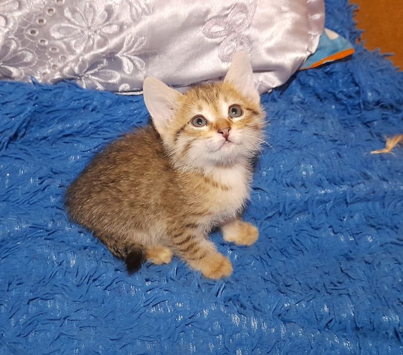 Котенок мальчик в добрые руки