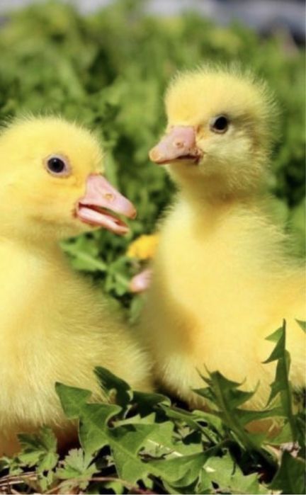Бройлеры,гусята,утята