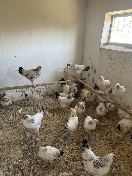 Адлер Адермкий жас қораз петух