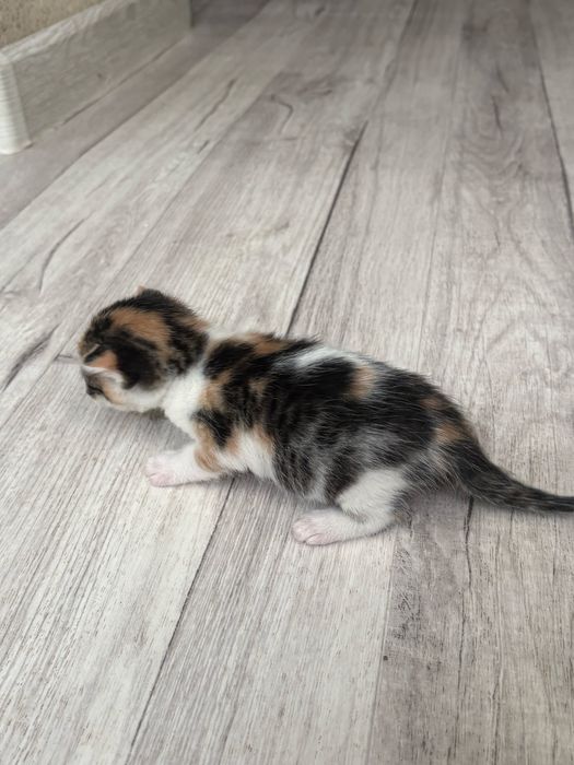 Отдам котенка девочку