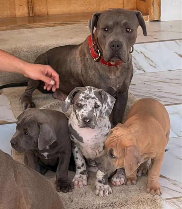 American bully  xl