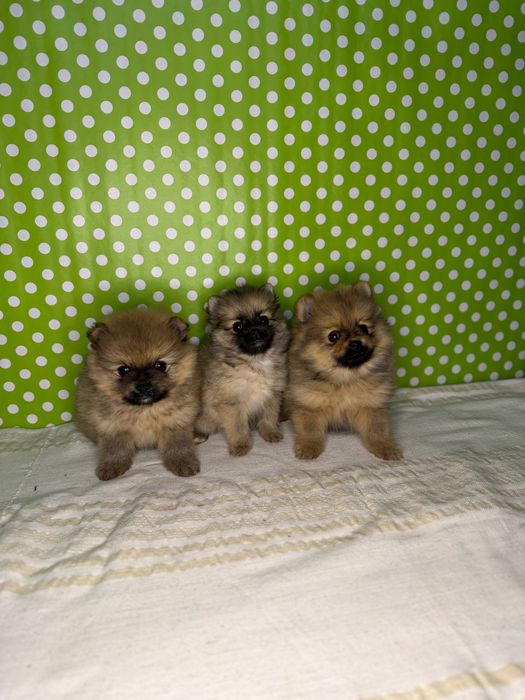 Померан мини  померанчета