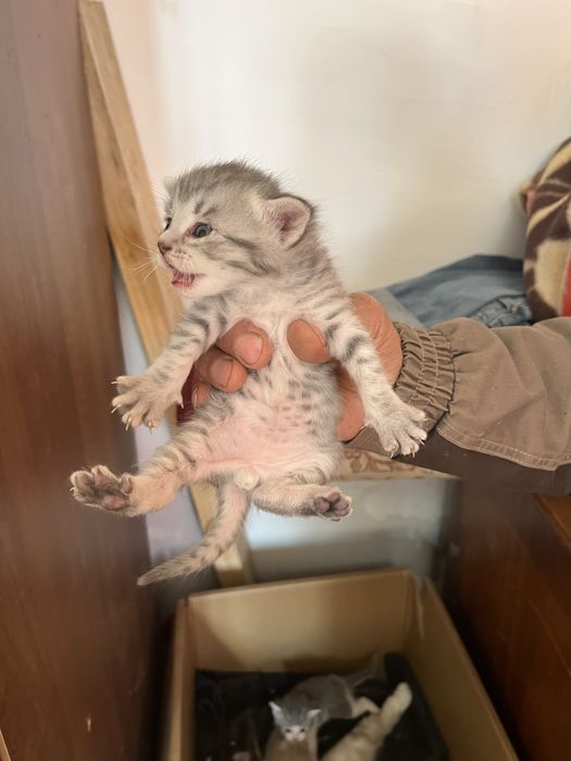 Вислоухие котята