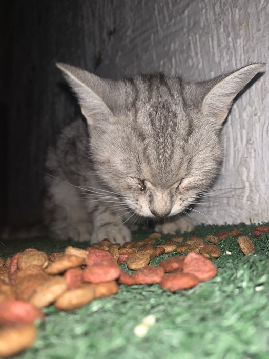 Кто потерял кошку?