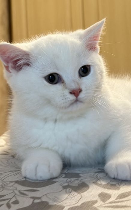 Котенок