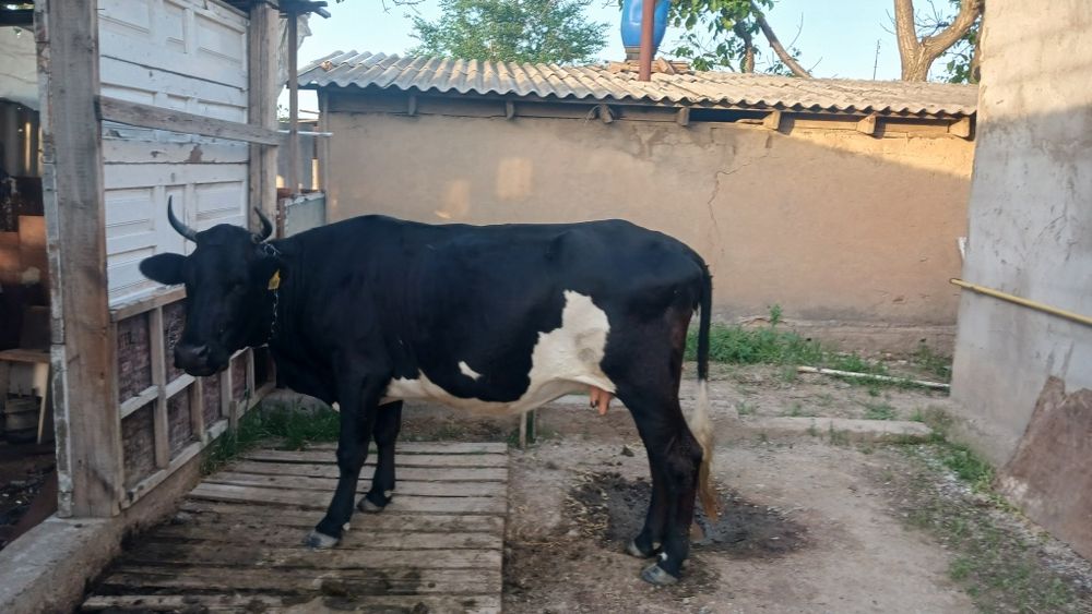 Продам корову  большая