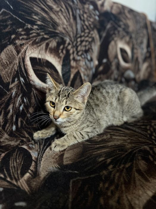Отдам котёнка в хорошие руки